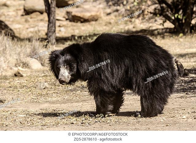 Sloth Bear, Melursus Ursinus. Daroji Bear Sanctuary, Ballari district, Karnataka, India