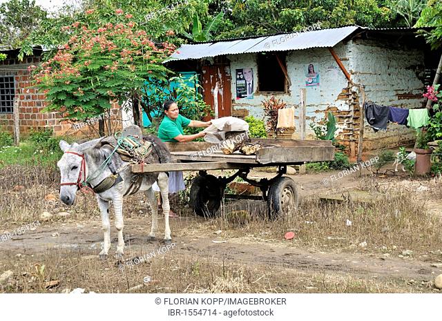 Woman loading a donkey cart, civil war refugee, victims of forced displacement, Vista Hermosa, Meta Province, Colombia, South America