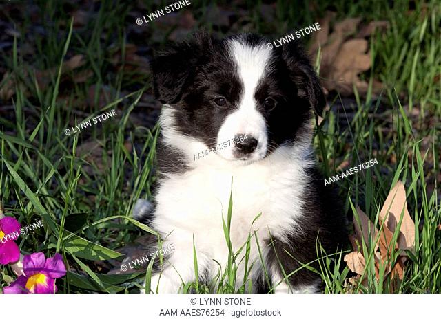 Border Collie pup in grass, leaves; Southern California, USA
