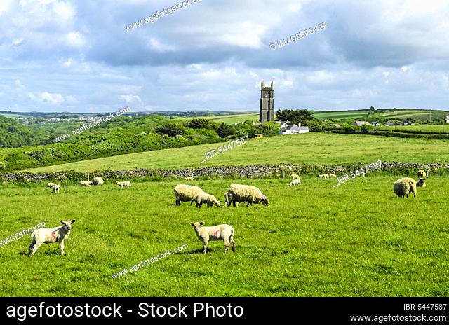 Sheep and lambs grazing on The Warren with the hamlet of Stoke in the distance, Devon, England, United Kingdom, Europe