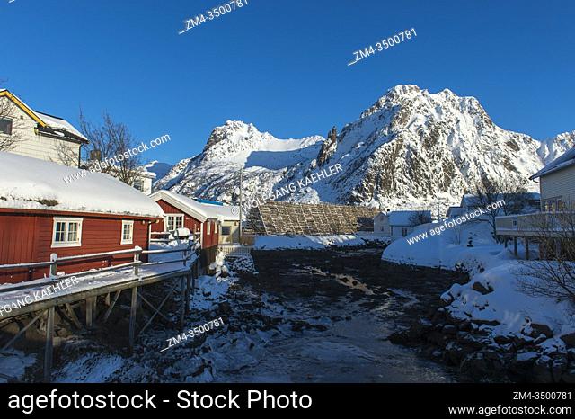 Cod is drying on drying rack in the winter in Svolvaer, a fishing town in the Lofoten Islands, Nordland County, Norway