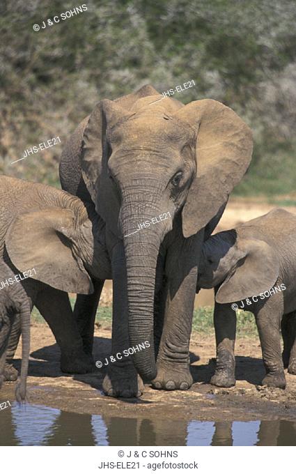 African Elephant , Loxodonta africana , Addo Elephant National Park , South Africa , Africa , Adult with two babies suckling , Group