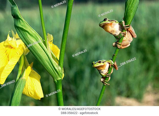 Common Tree Frog (Hyla arborea). Alsace, France