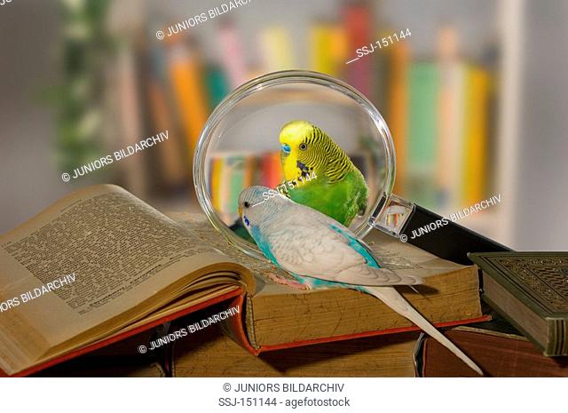 two budgerigars on book / Melopsittacus undulatus restrictions: animal guidebooks, calendars