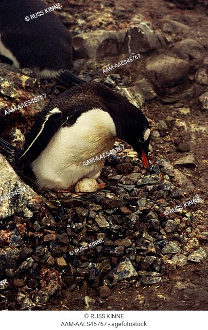 Gentoo Penguin on Nest with Egg (Pygoscelis papua), Port Lockroy, Antarctica