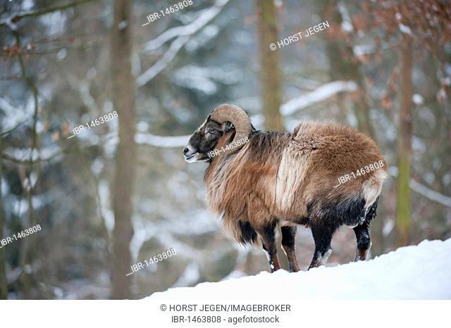 Ram (Ovis) in winter