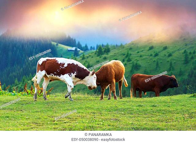 Over the village Verkhovyna Ivano-Frankivsk region in the mountains graze and fight young bulls Ukrainian mountaineers - Hutsul