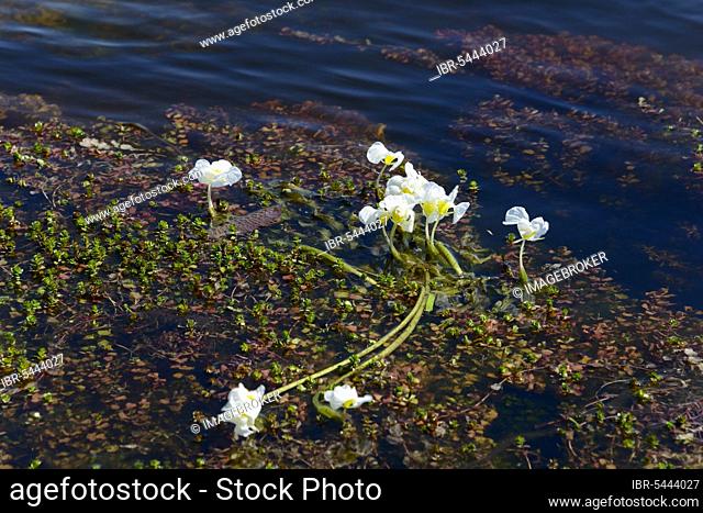 Swamp lily, Chobe river, Chobe National Park, Botswana (Ottelia)