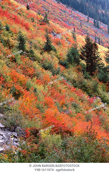 Vine maple and mountain ash display autumn color on slopes with scattered conifers, Stevens Canyon, Mt  Rainier National Park, Washington, USA
