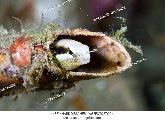 Striped Blenny hides in a tube, Petroscirtes breviceps, Ambon, Moluccas, Indonesia