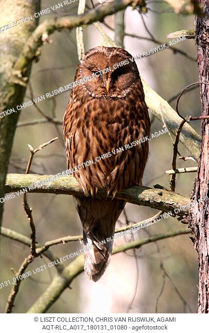 Ural Owl perched on a branch, Ural Owl, Strix uralensis