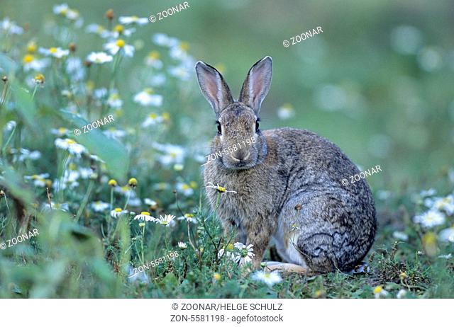 European Rabbit sitting in a forest meadow