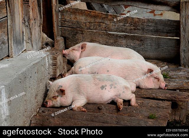 Schweine, schwein, hausschwein, hausschweine, nutztier, nutztiere, bauernhof, farm, landwirtschaft, haustier, haustiere, sus, sus scrofa, agrarindustrie