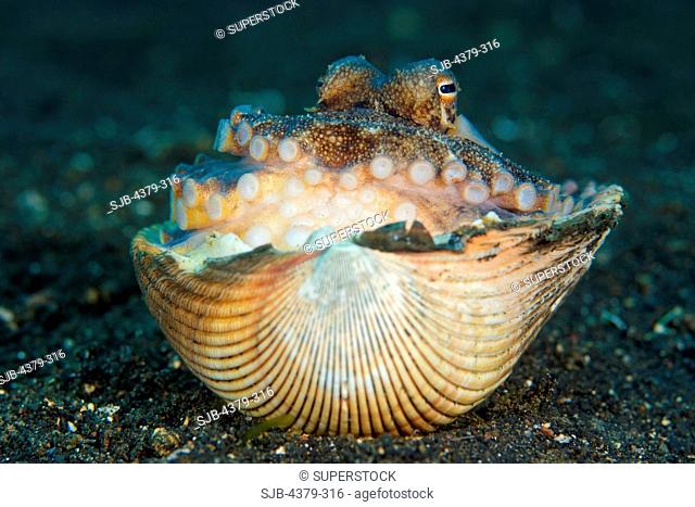 Veined Octopus Using a Shell