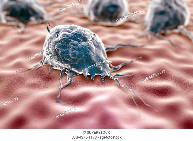Stylized macrophage cells on a cellular surface