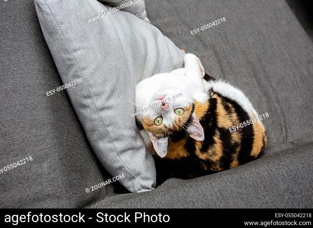 Cat lying on the sofa beautiful green eyes, pets portrait close-up beauty