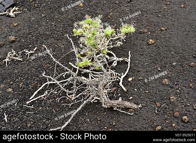 Arrebol (Echium brevirame) is a shrub endemic to La Palma. This photo was taken in Fuencaliente, La Palma, Canary Islands, Spain