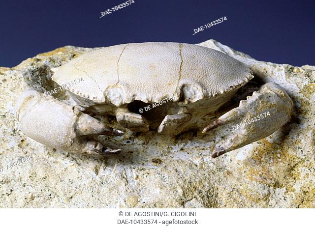 Fossil of Harpactocarcinus punctulatus mud crab, Brachyura, Eocene