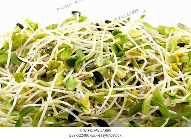 Fresh alfalfa sprouts isolated on white background