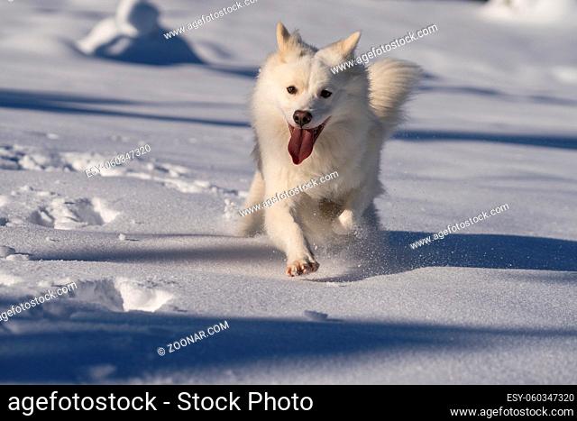 Islandhund in winterlicher Landschaft