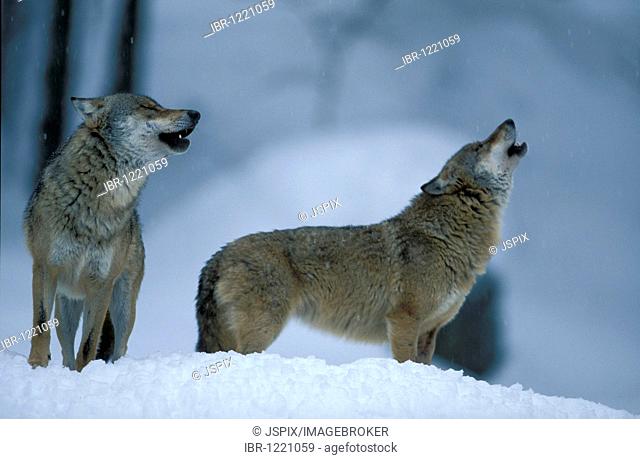 Eastern Canadian Wolf or Eastern Canadian Red Wolf (Canis lupus lycaon), couple in the snow, howling