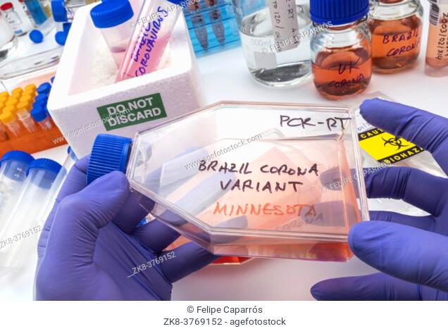 Scientist holds vial of new Brazilian covid-19 strain found in Minnesota in research, concept image