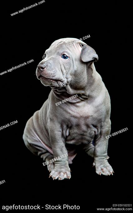 One month old thai ridgeback puppy dog sitting over black background. Copy space
