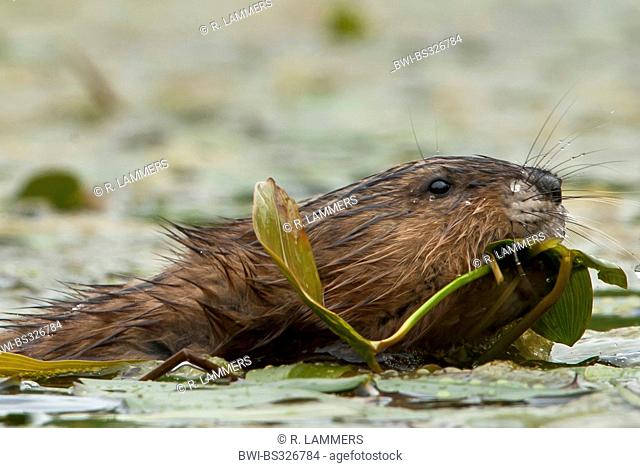 muskrat (Ondatra zibethica), swimming to the den with a water-lily leaf in the mouth, Germany, North Rhine-Westphalia, Verl