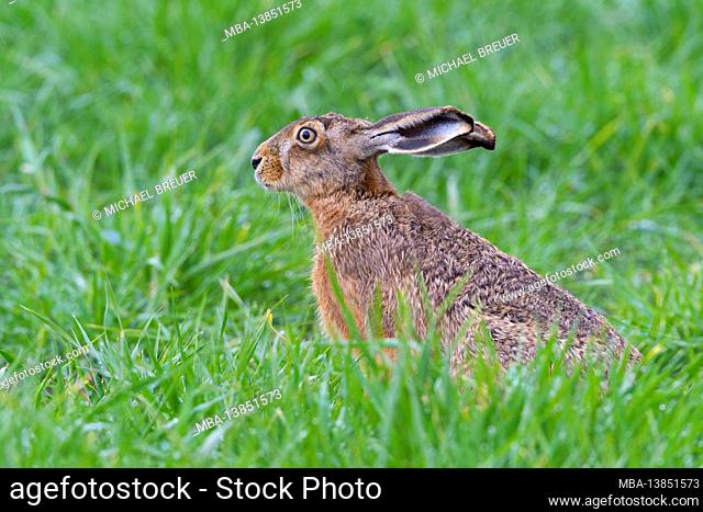 Brown hare (Lepus europaeus) on a grain field, May, spring, Hesse, Germany