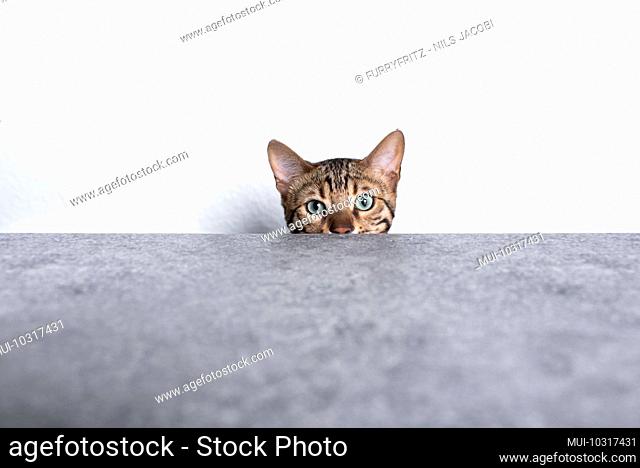 brown spotted tabby bengal kitten in front of white brick wall hiding behind concrete table looking at camera curiously