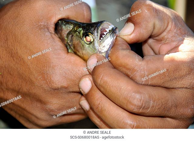 Freshly caught piranha, Pantanal, Mato Grosso do Sul Brazil