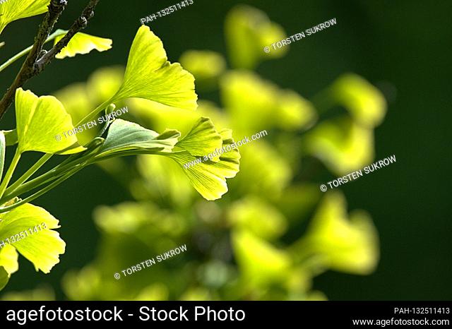 May 19, 2020, Schleswig-Holstein, Schleswig: Close-up of some freshly sprouting ginkgo leaves on a ginkgo tree in spring