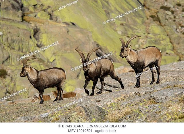 Western Spanish ibex - male on field - Sierra de Gredos, Castilla Leon, Spain,