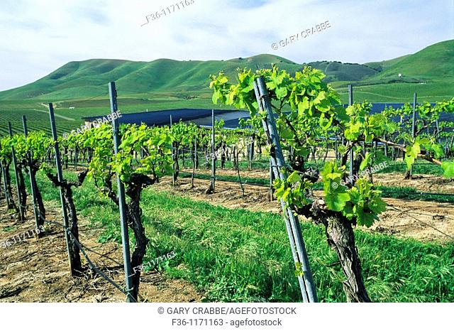Grape vines in spring at Cambria Winery, Santa Maria Valley, Santa Maria, Santa Barbara County, California