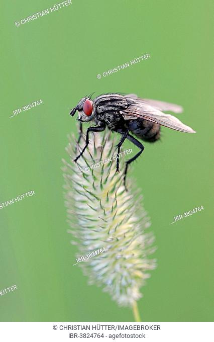 Grey Flesh Fly (Sarcophaga carnaria), North Rhine-Westphalia, Germany