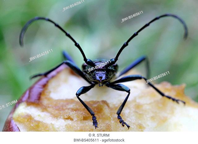 musk beetle (Aromia moschata), male sitting on a windfall apple, Germany, Bavaria, Niederbayern, Lower Bavaria