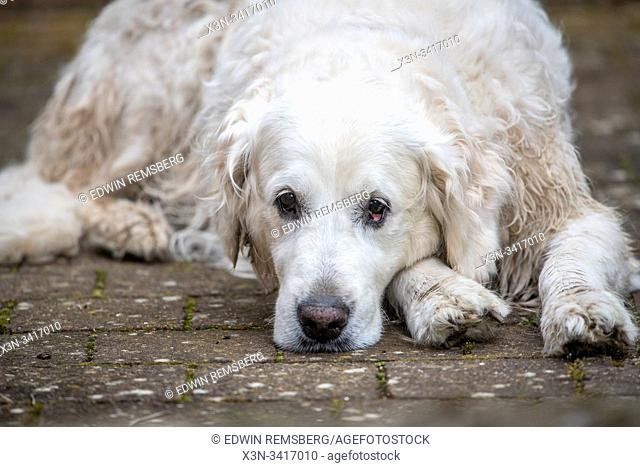 A golden retriever laying down on a patio, Hawes, Yorkshire, UK