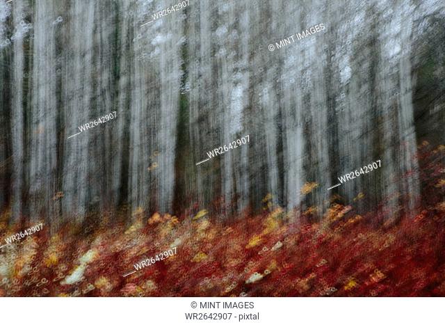 An aspen forest in autumn. Thin white tree trunks of the quaking aspen in low light with autumnal understory
