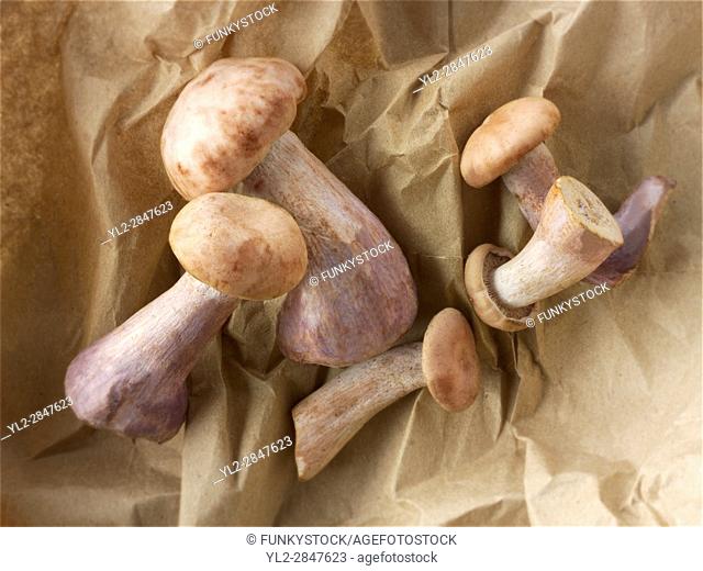Fresh picked wiild organic Pied Bleu Mushrooms (Clitocybe nuda), blewitt or Blue Foot mushrooms