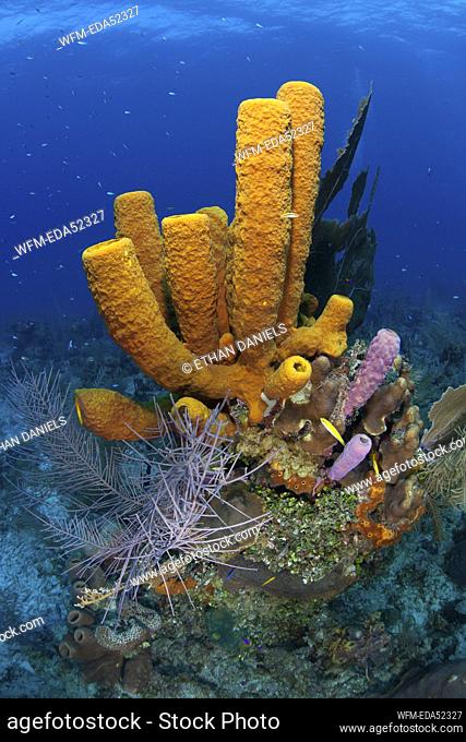 Tube Sea Sponge, Aplysina fistularis, Turneffe Atoll, Caribbean, Belize