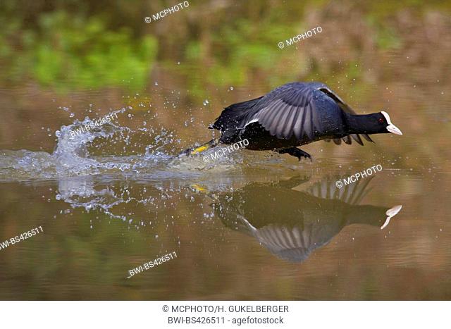 black coot (Fulica atra), defence of territory, side view, Germany