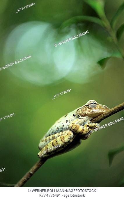 Tropical Treefrog, Tanjung Puting National Park, Province Kalimantan, Borneo, Indonesia