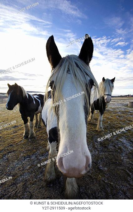 A herd of Tinker horses is approaching on a frosty pasture under a cloudy sky in Anundsjoe, Sweden