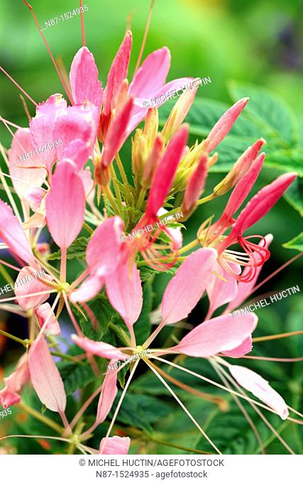 Spider flower or Cleome spinosa