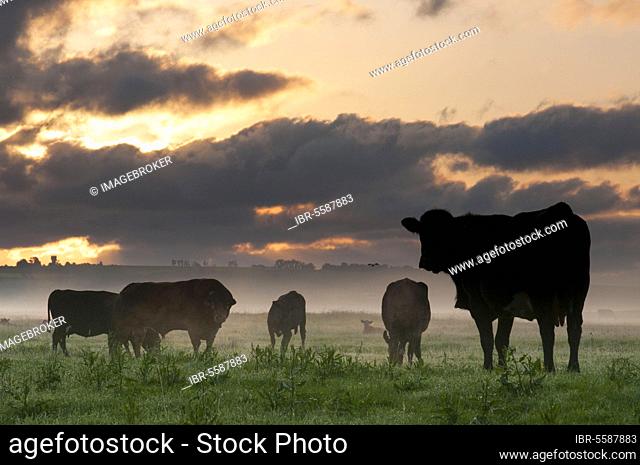Domestic cattle, bull, cows and calves, herd silhouetted against the coast grazing on the marshes at sunrise, Elmley Marshes N. N. R