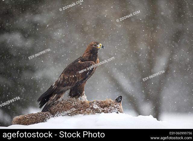 Steinadler, Aquila chrysaetos, golden eagle