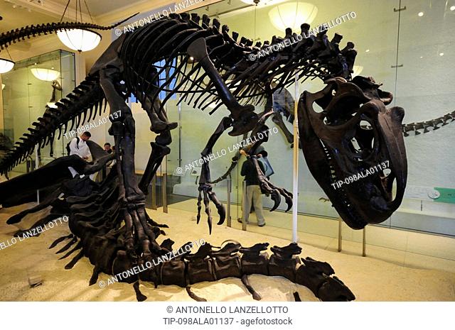 Tirannosaurus Rex skeleton at American Natural History Museum, USA, New York