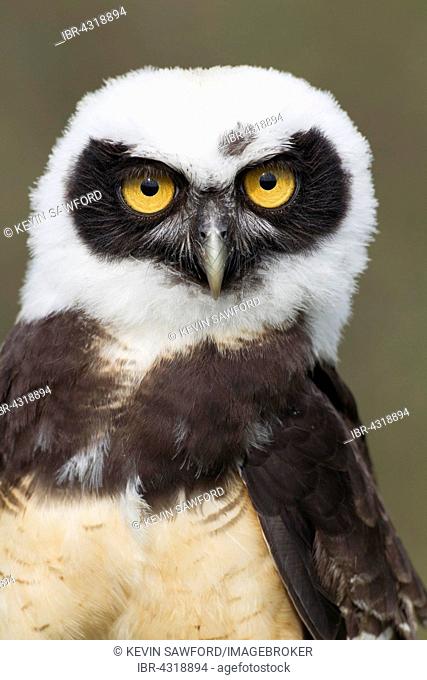 Spectacled Owl (Pulsatrix perspicillata), portrait, captive, United Kingdom