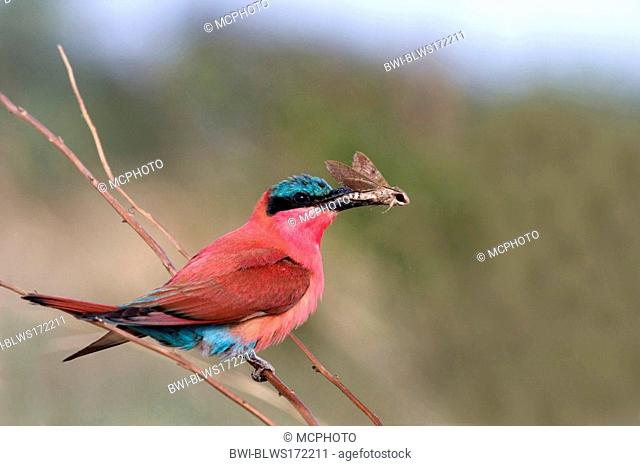 Southern carmine bee eater Merops nubicoides, with caught insect, Namibia, Sambesi River, Kaliizo