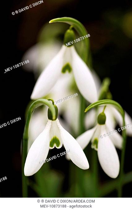 Snowdrop (Galanthus atkinsii)